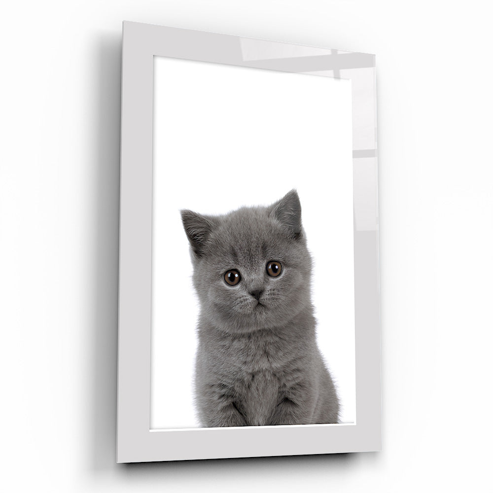 Yavru Kedi Çocuk Odası Cam Tablo