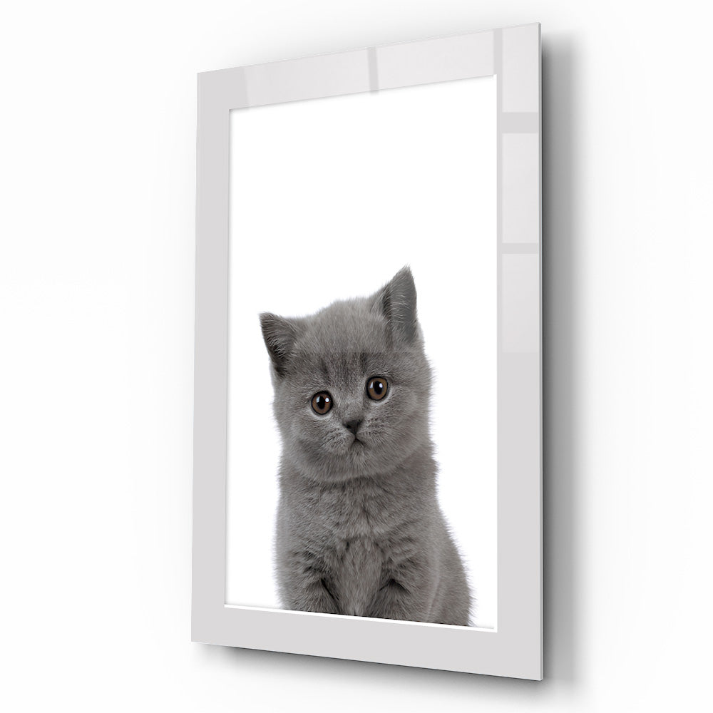 Yavru Kedi Çocuk Odası Cam Tablo