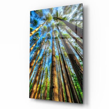 Ağaç Manzarası Cam Tablo